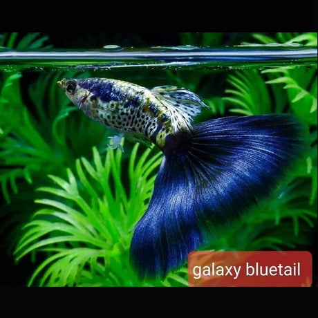 Fancy Guppy Pair Galaxy Blue Tail