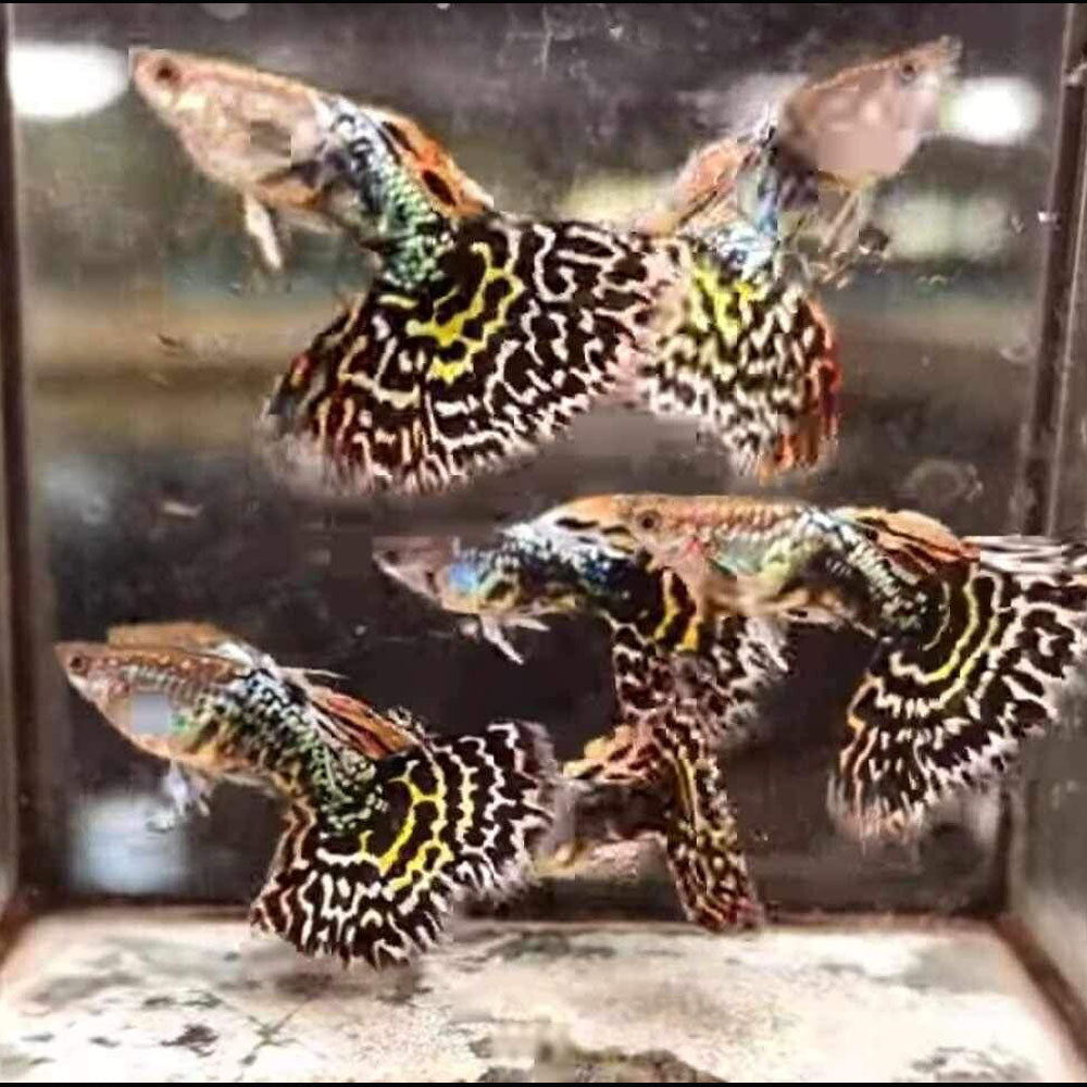 Fancy Guppy Pair Leopard – Your Local Fish Store