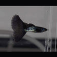 Fancy Guppy Pair Metal Black Lace Livebearers Fancy Guppy Pair Metal Black Lace