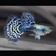 Fancy Guppy Pair Purple / Blue Mosaic Livebearers Fancy Guppy Pair Purple / Blue Mosaic