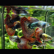 Fancy Guppy Pair Red Dragon (BDS) | Livebearers | Largest Tropical Fish Selection at Your Local Fish Store
