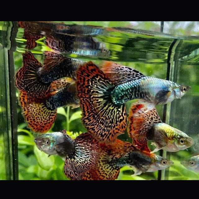 Fancy Guppy Pair Red Dragon (BDS) | Livebearers | Largest Tropical Fish Selection at Your Local Fish Store
