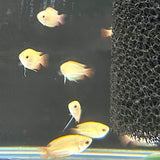 Flame Honey Gourami (Colisa Chuna) Cichlids Badis & Gouramis Flame Honey Gourami (Colisa Chuna)