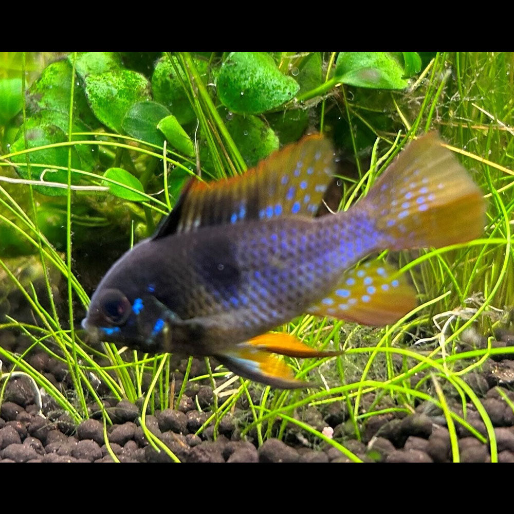 German Black Ram (Mikrogeophagus ramirezi) 2.5-3cm (Aquarium Glaser) Cichlids Badis & Gouramis German Black Ram (Mikrogeophagus ramirezi) 2.5-3cm (Aquarium Glaser)