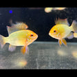 Gold Ram (Aquarium Glaser) | Cichlids Badis & Gouramis | Largest Tropical Fish Selection at Your Local Fish Store