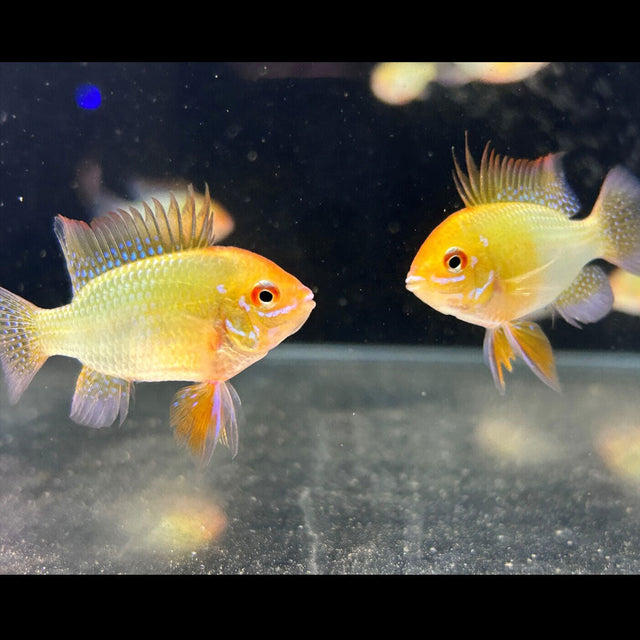 Gold Ram (Aquarium Glaser) | Cichlids Badis & Gouramis | Largest Tropical Fish Selection at Your Local Fish Store