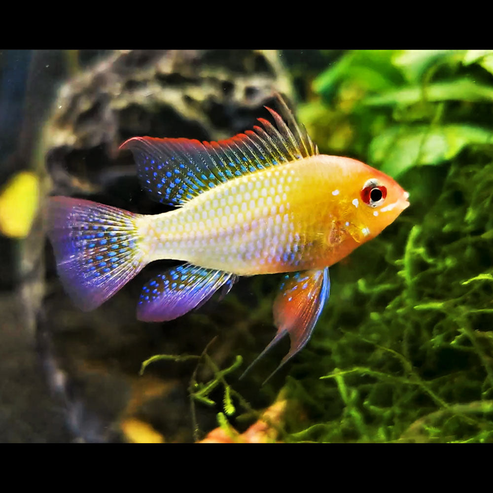 Gold Ram (Mikrogeophagus ramirezi) 5cm Cichlids Badis & Gouramis Gold Ram (Mikrogeophagus ramirezi) 5cm