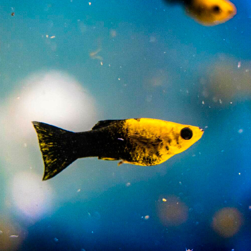Golden Panda Molly (Poecilia sphenops) 5-6cm | Livebearers | Largest Tropical Fish Selection at Your Local Fish Store