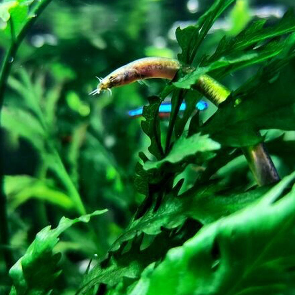 Golden Kuhli Loach (Pangio anguillaris) | Catfish Loaches & Plecos | Largest Tropical Fish Selection at Your Local Fish Store