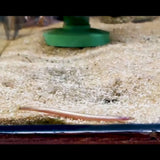 Golden Kuhli Loach (Pangio anguillaris) | Catfish Loaches & Plecos | Largest Tropical Fish Selection at Your Local Fish Store