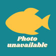 Golden Royal Farlowella Catfish
