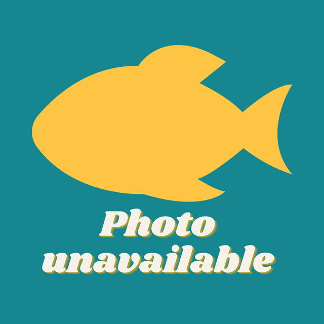 Golden Royal Farlowella Catfish