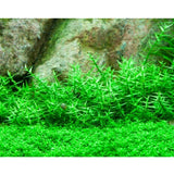 Gratiola viscidula  1-2-Grow 042 TC