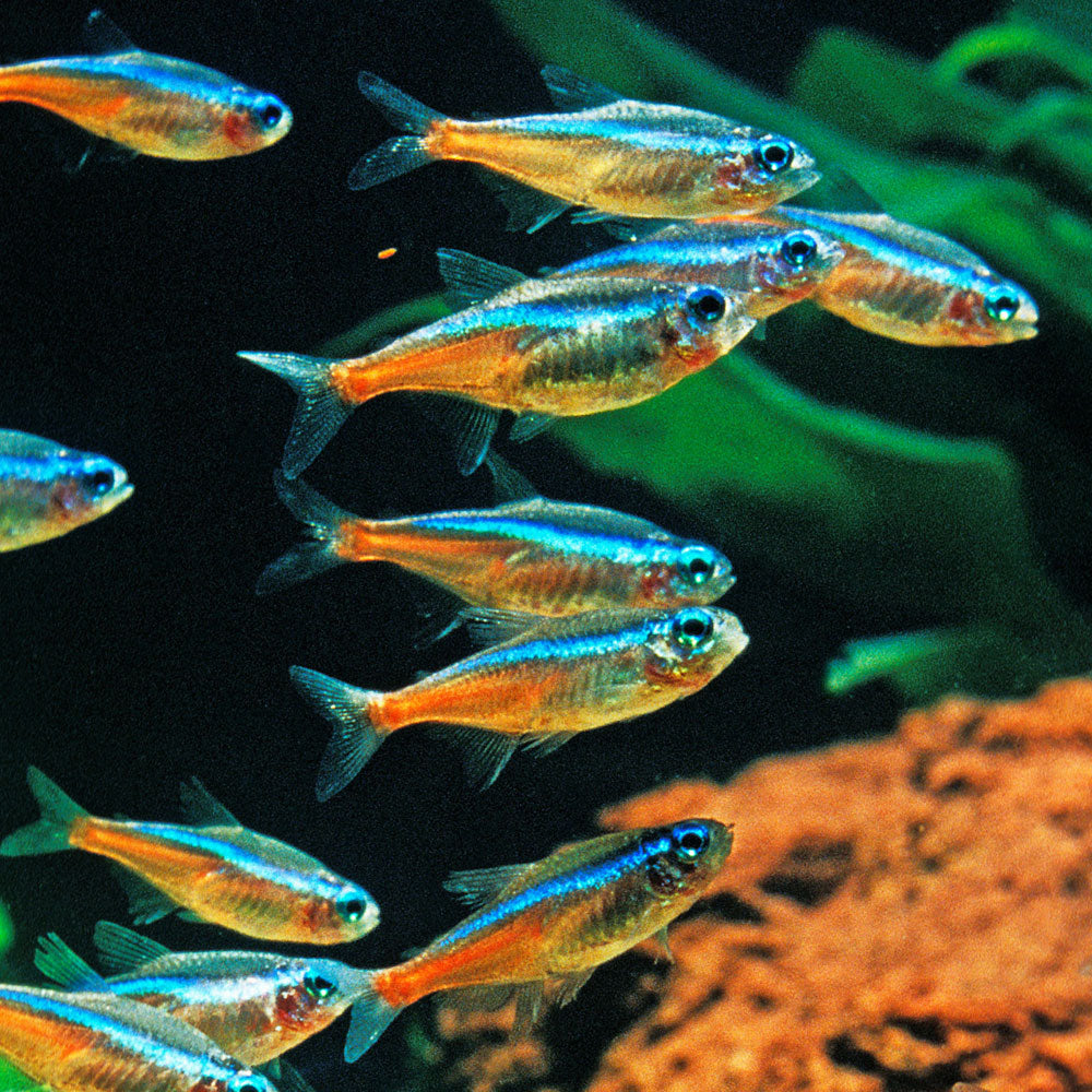 Green Neon Tetra – Your Local Fish Store