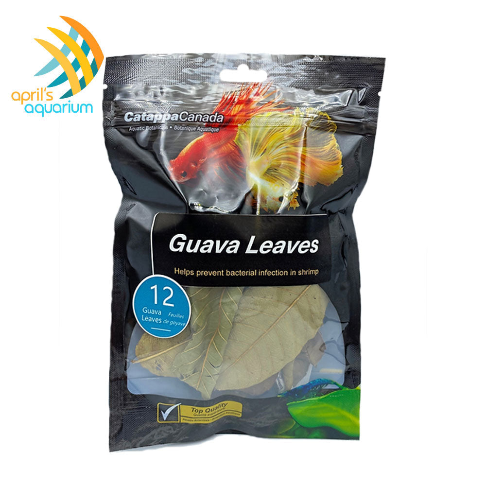 Guava Leaves  (12 pack)