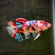 HMPK Male Betta | Bettas | Largest Tropical Fish Selection at Your Local Fish Store
