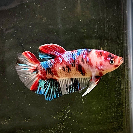 HMPK Male Betta | Bettas | Largest Tropical Fish Selection at Your Local Fish Store