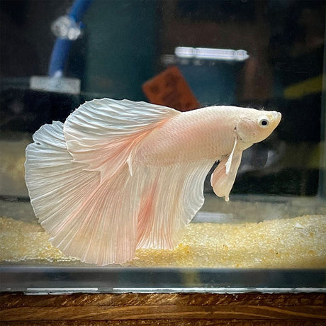 Halfmoon Betta Bettas Halfmoon Betta