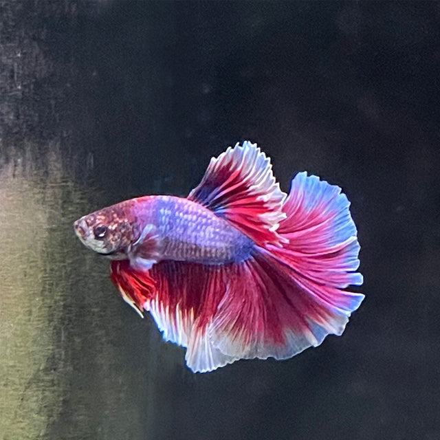 Halfmoon Betta Male | Bettas | Largest Tropical Fish Selection at Your Local Fish Store