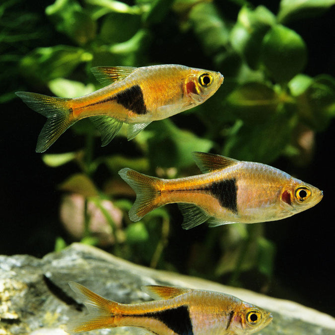 Tetras Rasboras & Pencilfish – Your Local Fish Store
