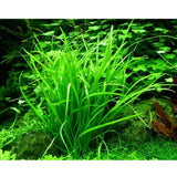 Helanthium tenellum 'Green' 1-2-Grow 067A TC