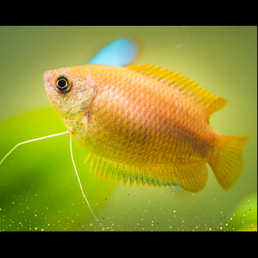 Honey Gourami (wild type) Cichlids Badis & Gouramis Honey Gourami (wild type)