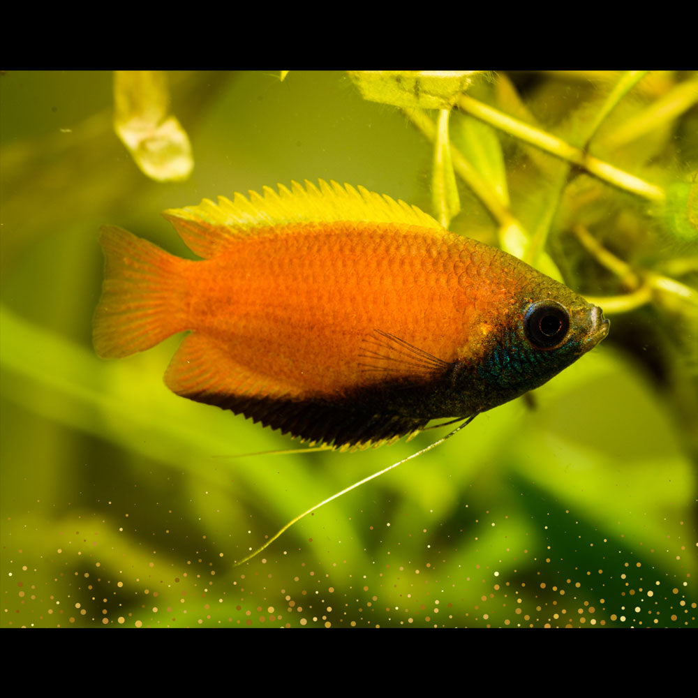 Honey Gourami (wild type) Cichlids Badis & Gouramis Honey Gourami (wild type)