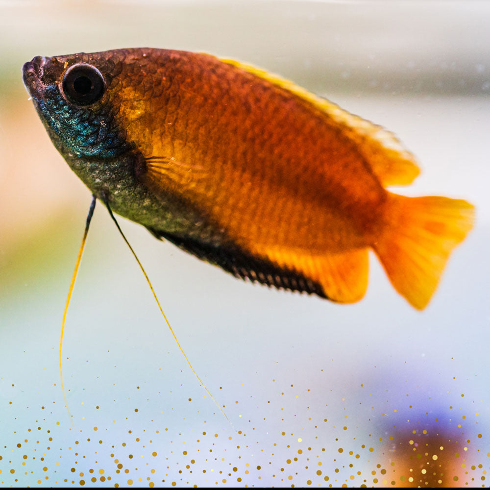 Honey Gourami (wild type) Cichlids Badis & Gouramis Honey Gourami (wild type)