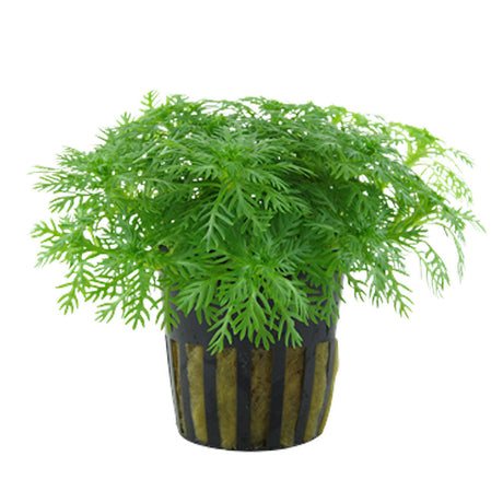 Hottonia-palustris-potted-027
