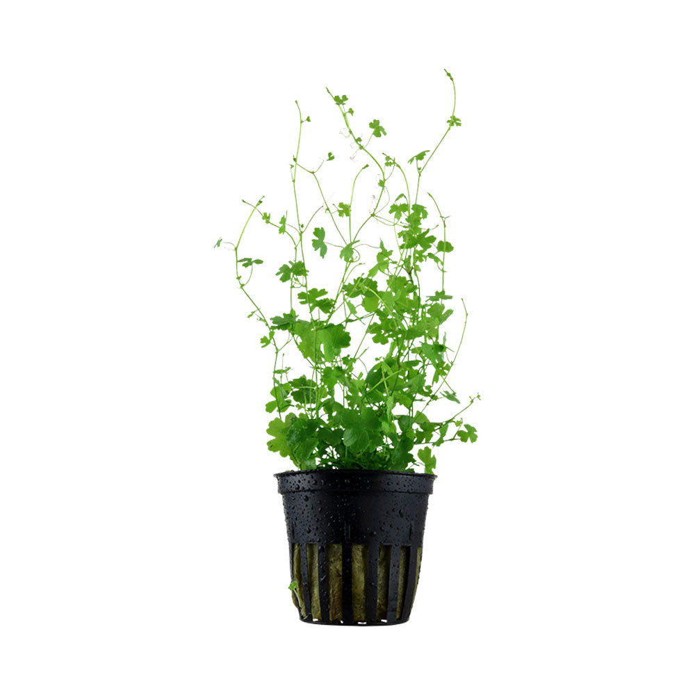 Hydrocotyle tripartita potted 039B Potted Plants 