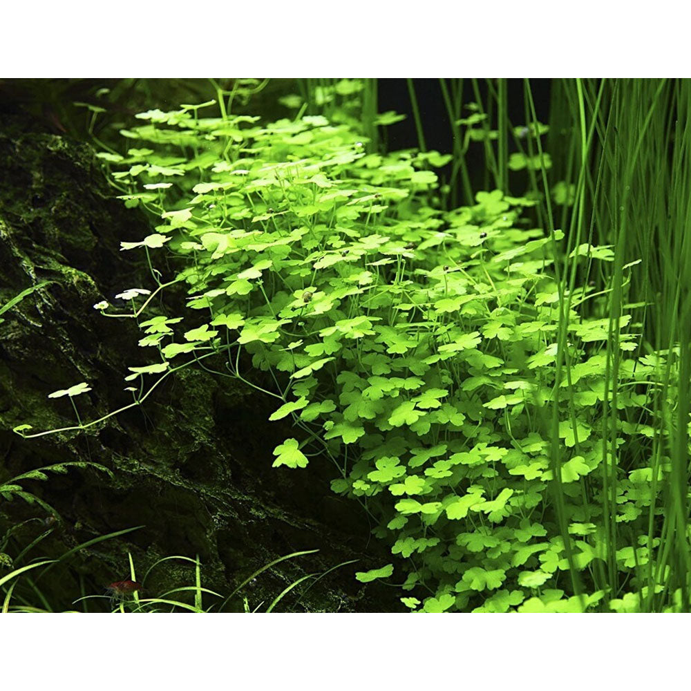 Hydrocotyle tripartita potted 039B Potted Plants 