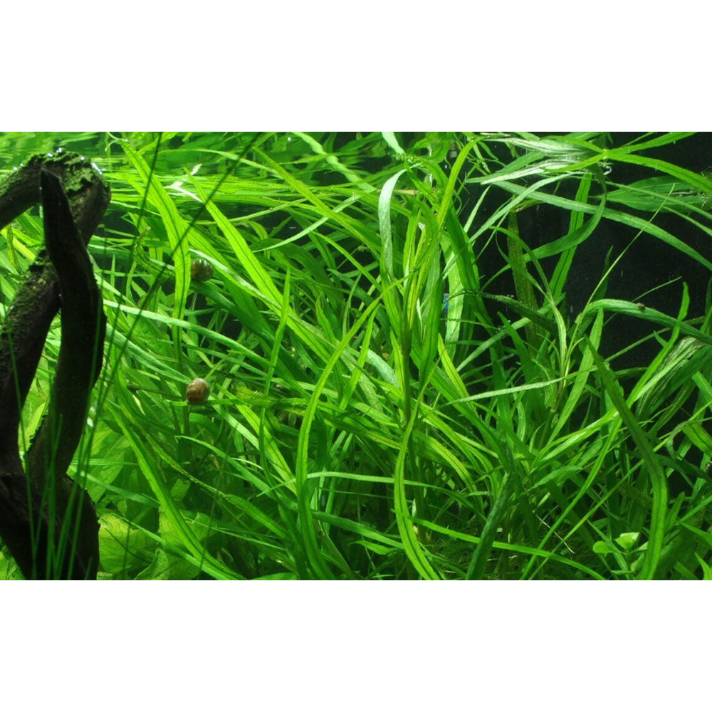 Hygrophila costata potted 052A Your Local Fish Store