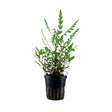 Hygrophila pinnatifida potted 051A