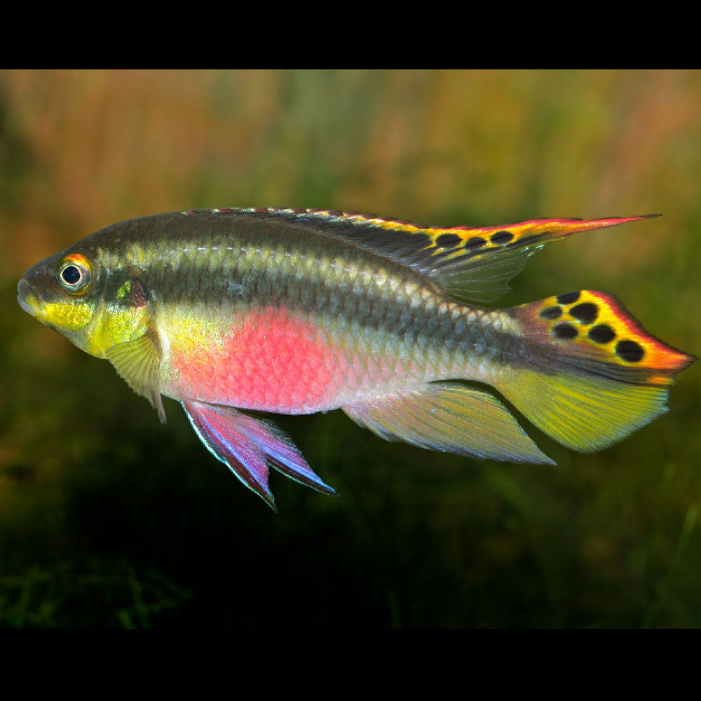 Kribensis Cichlid Cichlids Badis & Gouramis Kribensis Cichlid