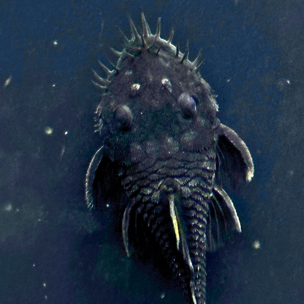L034  Medusa Pleco  7cm (Aquarium Glaser)