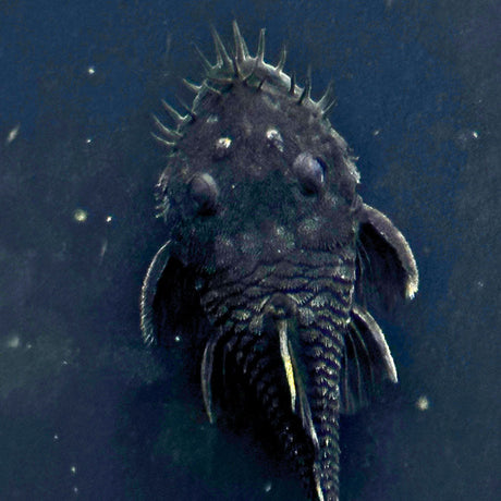 L034  Medusa Pleco  7cm (Aquarium Glaser)