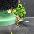 L519 Ancistrus Rio Itenez Pleco | Catfish Loaches & Plecos | Largest Tropical Fish Selection at Your Local Fish Store