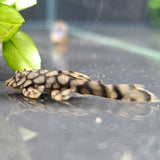 L519 Ancistrus Rio Itenez Pleco | Catfish Loaches & Plecos | Largest Tropical Fish Selection at Your Local Fish Store