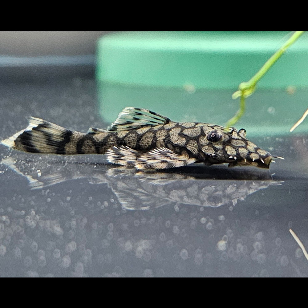 Buy L519 Ancistrus Rio Itenez Pleco Online - Your Local Fish Store