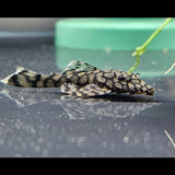L519 Ancistrus Rio Itenez Pleco | Catfish Loaches & Plecos | Largest Tropical Fish Selection at Your Local Fish Store