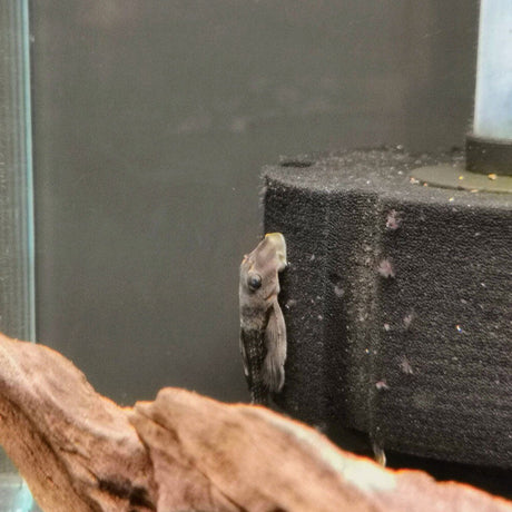 L052 Butterfly Pleco (Dekeyseria Picta) | Catfish Loaches & Plecos | Largest Tropical Fish Selection at Your Local Fish Store