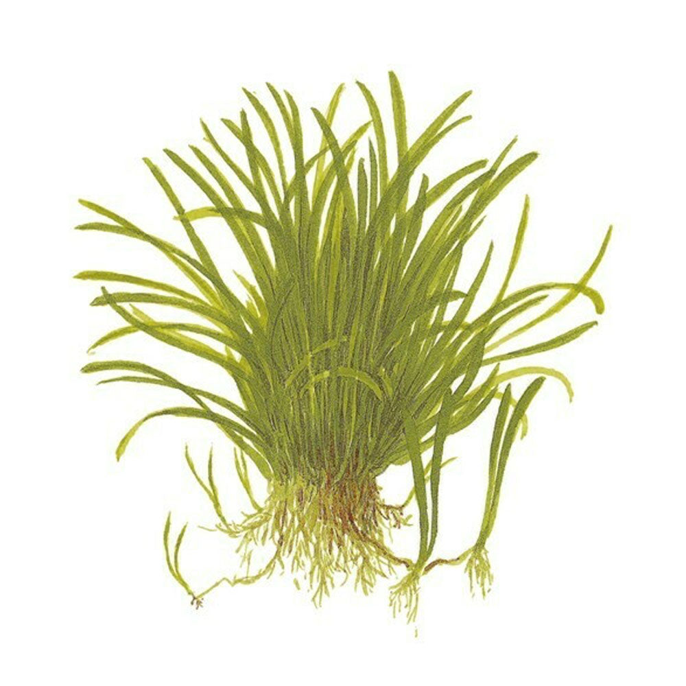 Lilaeopsis brasiliensis 1-2-Grow 040 TC