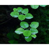 Limnobium laevigatum 1-2-Grow 063 TC