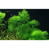 Limnophila-aquatica-potted-046