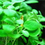 Lobelia cardinalis "Mini" 1-2-Grow 143 TC