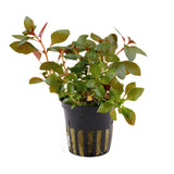 Ludwigia repens 'Rubin' potted 033D