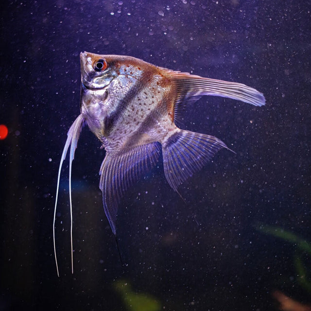 Manacapuru Angelfish Med 3cm