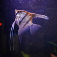 Manacapuru Angelfish Med 3cm Cichlids Badis & Gouramis Manacapuru Angelfish Med 3cm