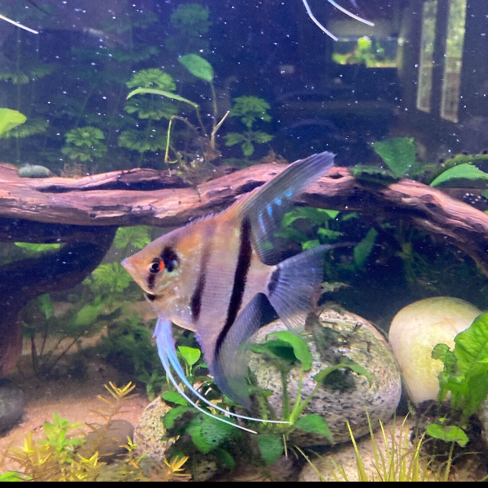 Manacapuru Angelfish Med 3cm Cichlids Badis & Gouramis Manacapuru Angelfish Med 3cm