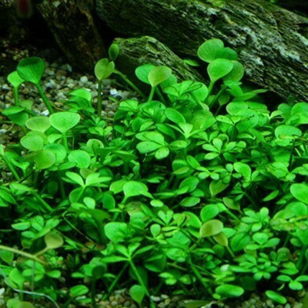 Marsilea hirsuta 1-2-Grow 010 TC